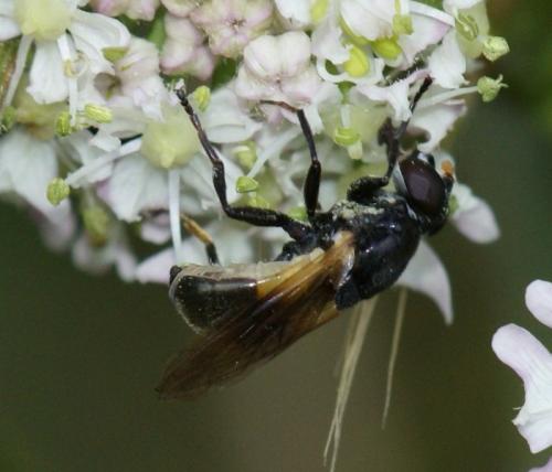 Réf. 246 657 : Myolepta dubia